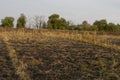 ÃÂ¡ornfield in the early autumn. Dry plants around. Green trees far away. Morning